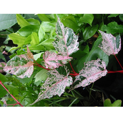 Acer conspicuum 'Esk Flamingo' Csüngő flamingó juhar