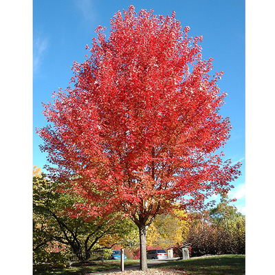 Acer freemanii 'Autumn Blaze' Őszi tűzjuhar