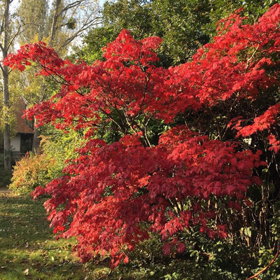 Japán juhar Acer japonicum 'Aconitifolium'