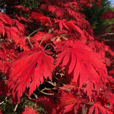 Japán juhar Acer japonicum 'Aconitifolium'