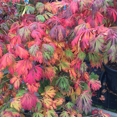 Japán juhar Acer japonicum 'Aconitifolium'