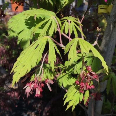 Japán juhar Acer japonicum 'Aconitifolium'