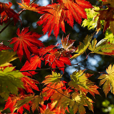 Acer japonicum 'Vitifolium' Japán juhar