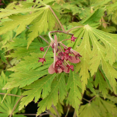 Japán juhar Acer japonicum 'Vitifolium'