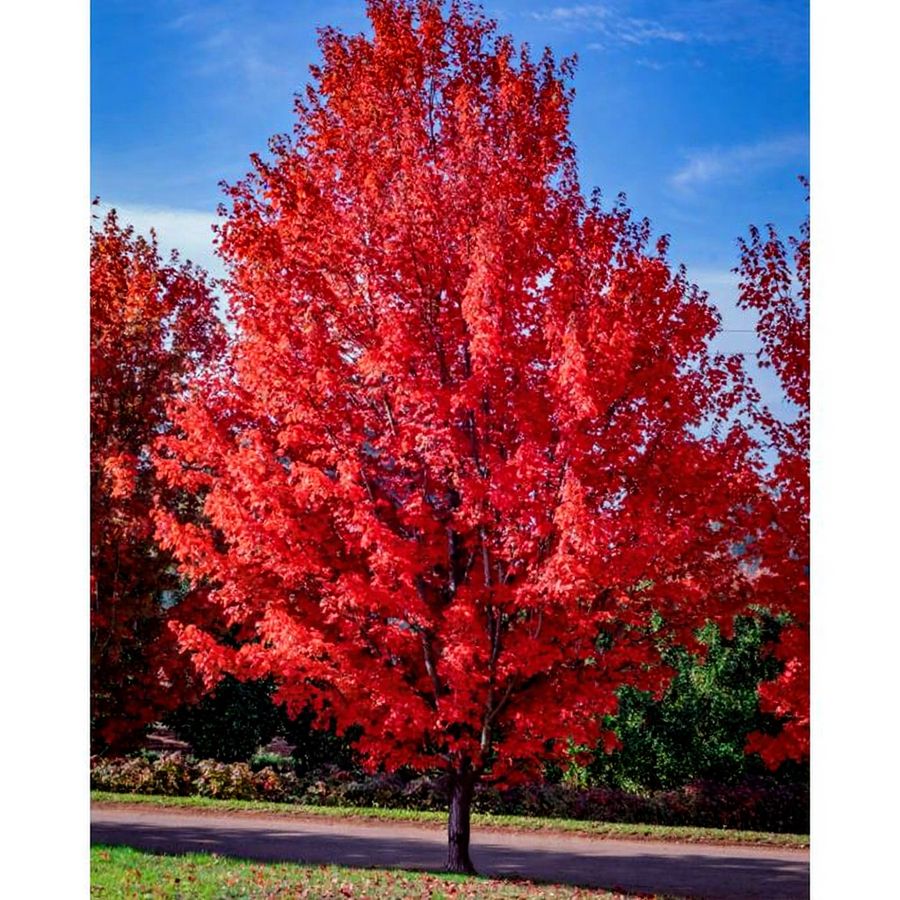 Acer rubrum 'October Glory' V&ouml;r&ouml;slevelű juhar