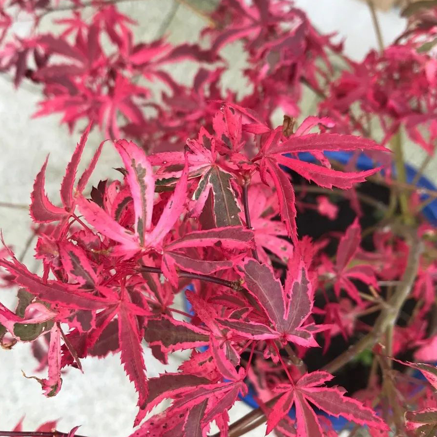 Acer palmatum 'Lileeanne's Jewel' EXTRAVAGANZA Japán juhar