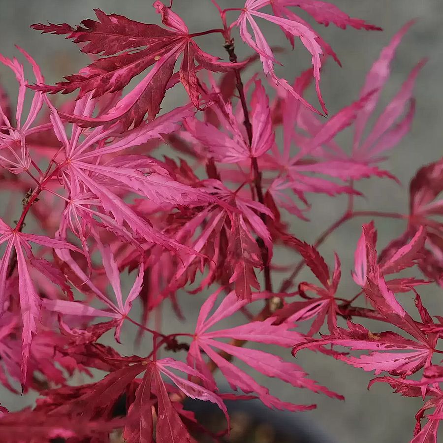 Japán juhar Acer palmatum 'Lileeanne's Jewel' EXTRAVAGANZA