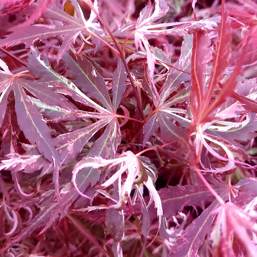 Japán juhar Acer palmatum 'Lileeanne's Jewel' EXTRAVAGANZA