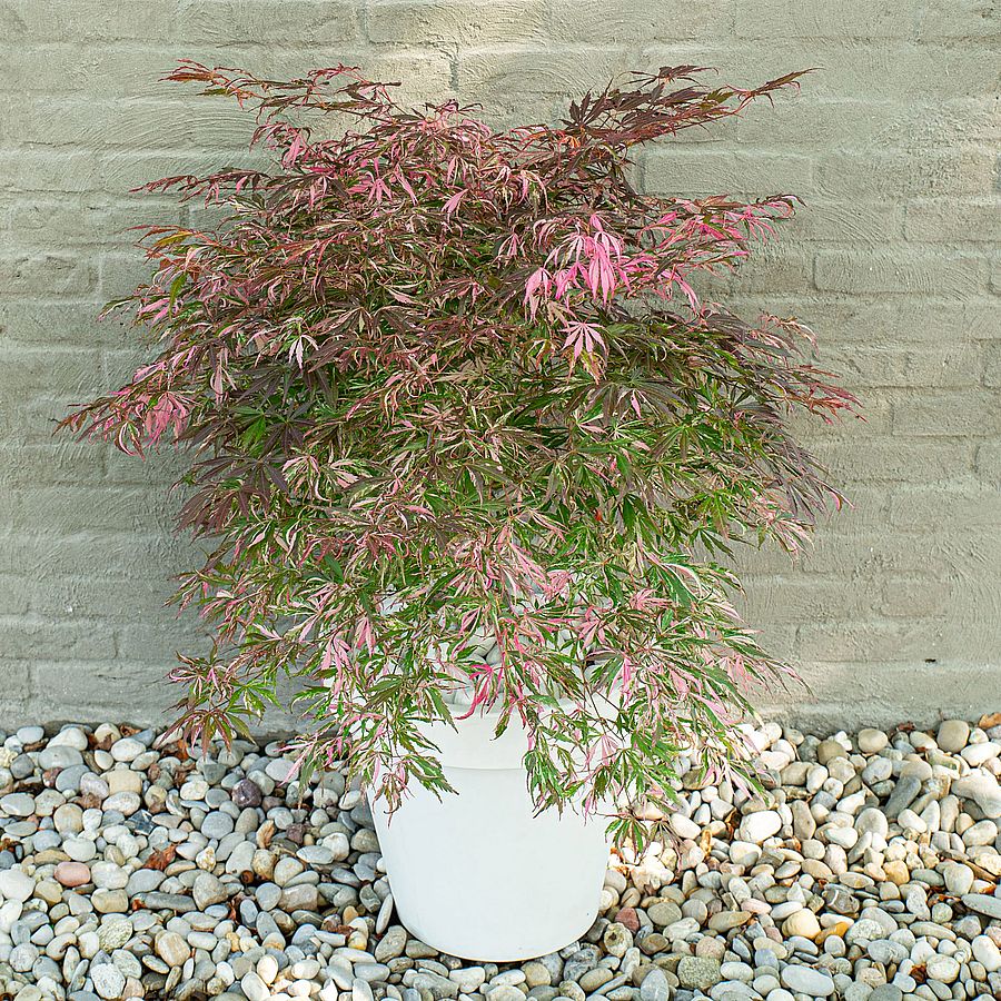 Japán juhar Acer palmatum 'Lileeanne's Jewel' EXTRAVAGANZA