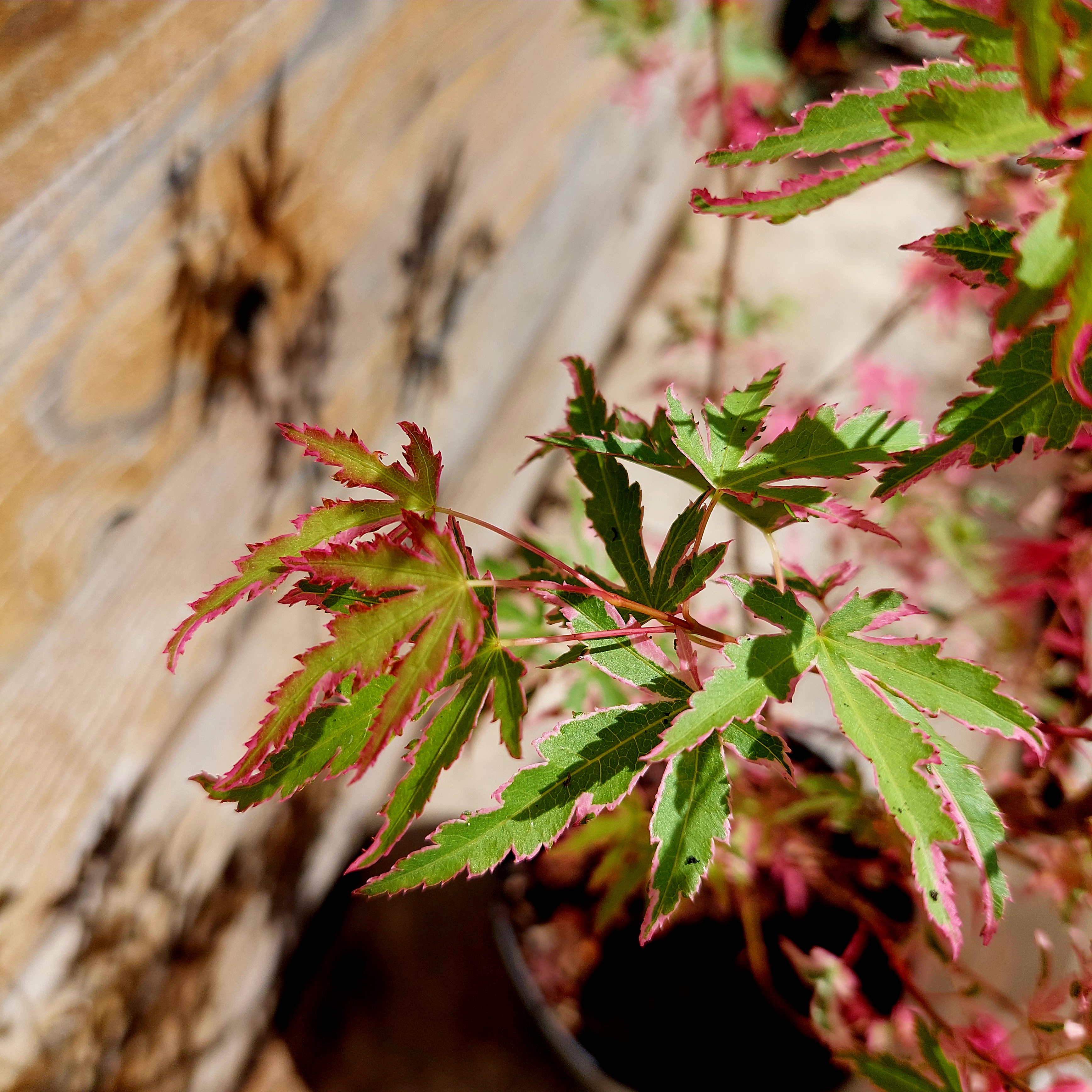 Japán juhar Acer palmatum 'Taylor'