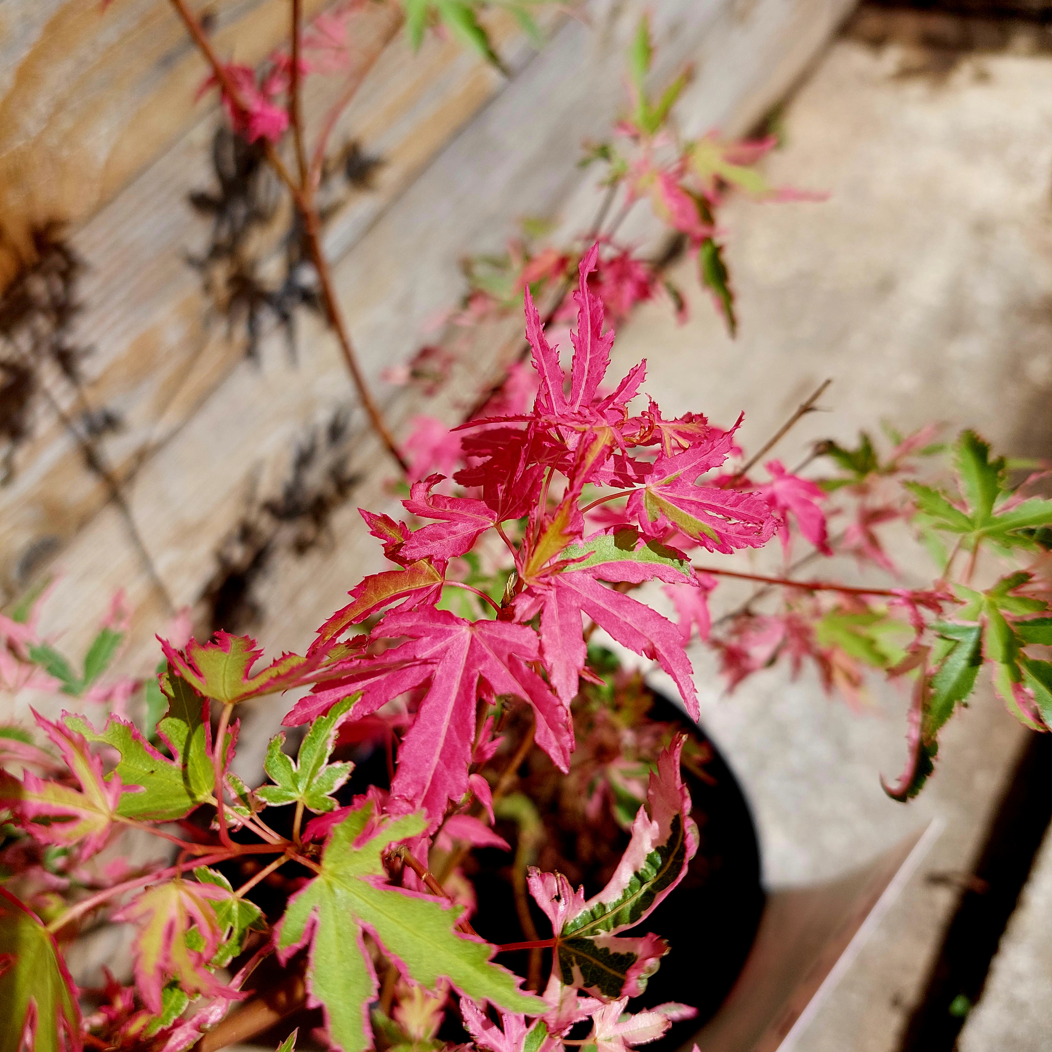 Japán juhar Acer palmatum 'Taylor'