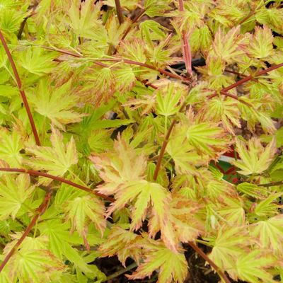 Acer palmatum 'Anne Irene' Japán juhar