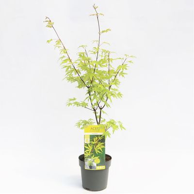 Japán juhar Acer palmatum 'Anne Irene'