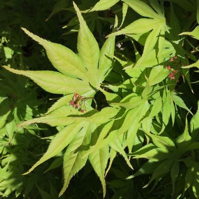 Jap&aacute;n juhar Acer palmatum 'Aoyagi'