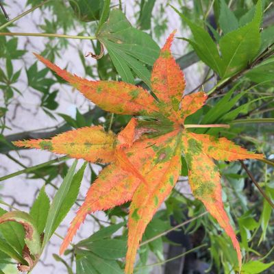 Acer palmatum 'Aoyagi' Jap&aacute;n juhar