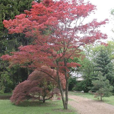 Acer palmatum 'Atropurpureum' Japán juhar