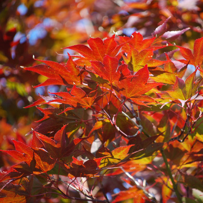 Japán juhar Acer palmatum 'Atropurpureum'