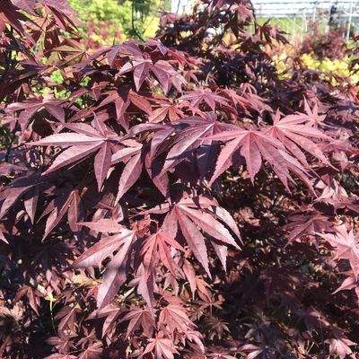 Japán juhar Acer palmatum 'Atropurpureum'