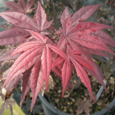 Japán juhar Acer palmatum 'Atropurpureum'