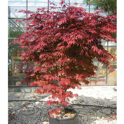 Japán juhar Acer palmatum 'Atropurpureum'