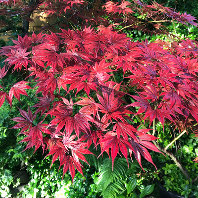 Japán juhar Acer palmatum 'Atropurpureum'