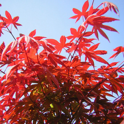 Japán juhar Acer palmatum 'Atropurpureum'