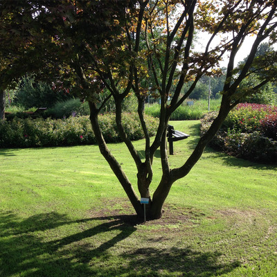 Japán juhar Acer palmatum 'Atropurpureum'