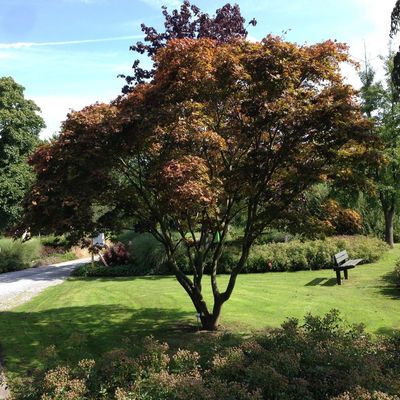 Japán juhar Acer palmatum 'Atropurpureum'