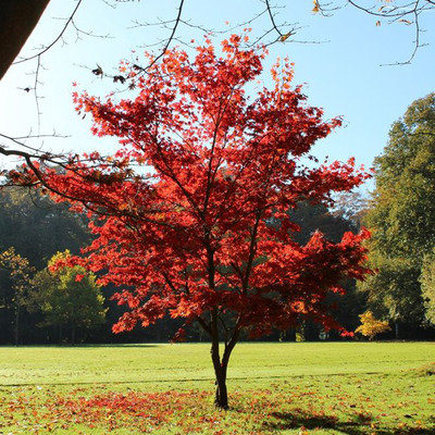 Acer palmatum 'Autumn Red' Jap&aacute;n juhar