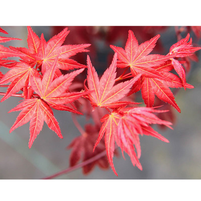 Acer palmatum 'Beni Maiko' Japán juhar