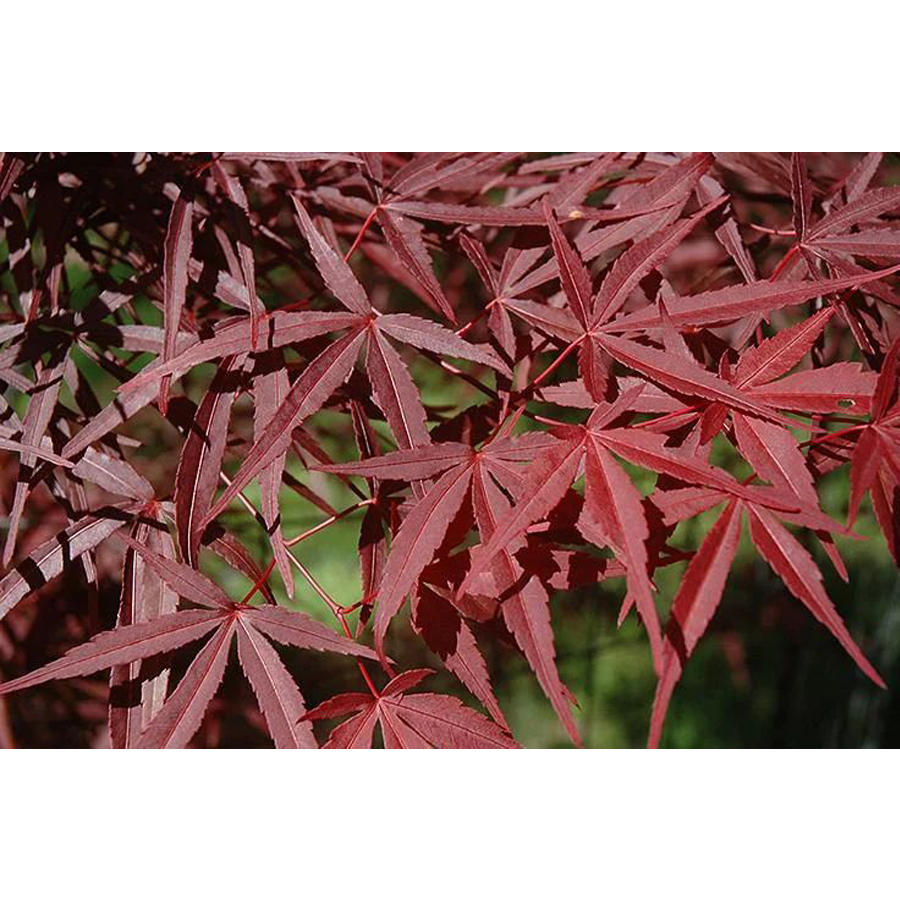 Acer palmatum 'Beni Otake' Jap&aacute;n juhar