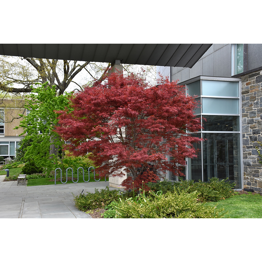 Jap&aacute;n juhar Acer palmatum 'Beni Otake'