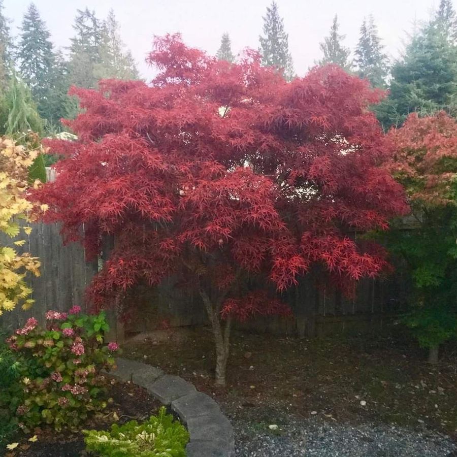 Jap&aacute;n juhar Acer palmatum 'Beni Otake'