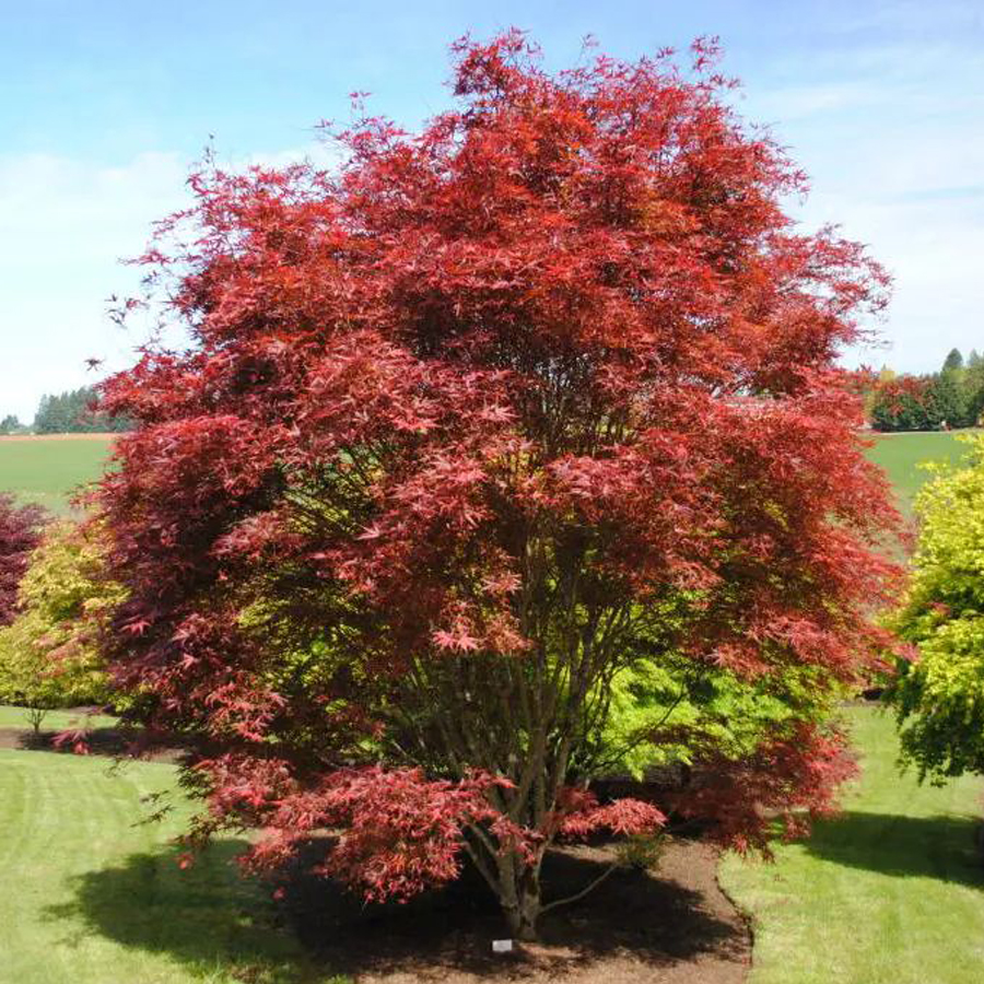 Jap&aacute;n juhar Acer palmatum 'Beni Otake'