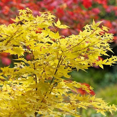 Japán juhar Acer palmatum 'Bi-hoo'