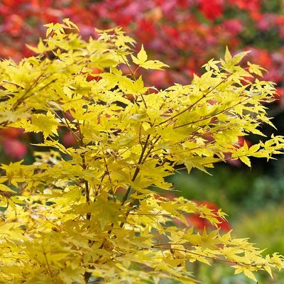 Acer palmatum 'Bi-hoo' Japán juhar