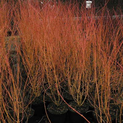 Japán juhar Acer palmatum 'Bi-hoo'