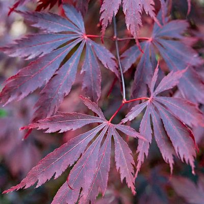 Acer palmatum 'Black Lace' Japán juhar