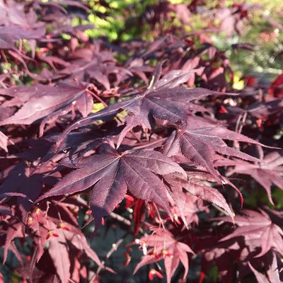 Japán juhar Acer palmatum 'Bloodgood'