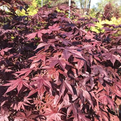 Japán juhar Acer palmatum 'Bloodgood'