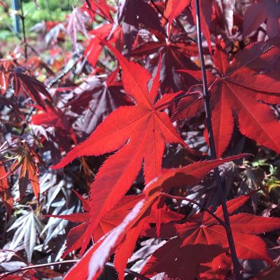 Japán juhar Acer palmatum 'Bloodgood'