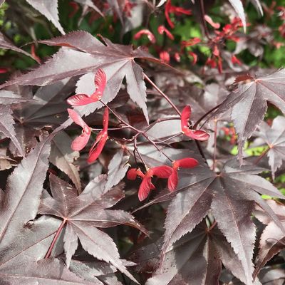 Japán juhar Acer palmatum 'Bloodgood'