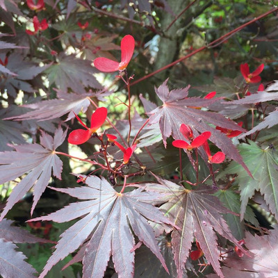 Japán juhar Acer palmatum 'Bloodgood'