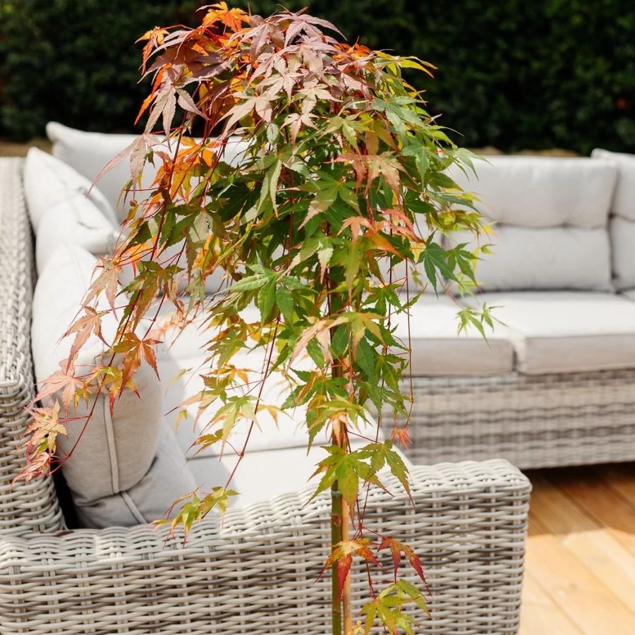 Acer palmatum 'Cascade Ruby' Cs&uuml;ngő jap&aacute;n juhar