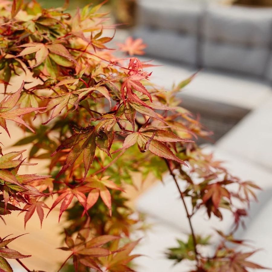Cs&uuml;ngő jap&aacute;n juhar Acer palmatum 'Cascade Ruby'