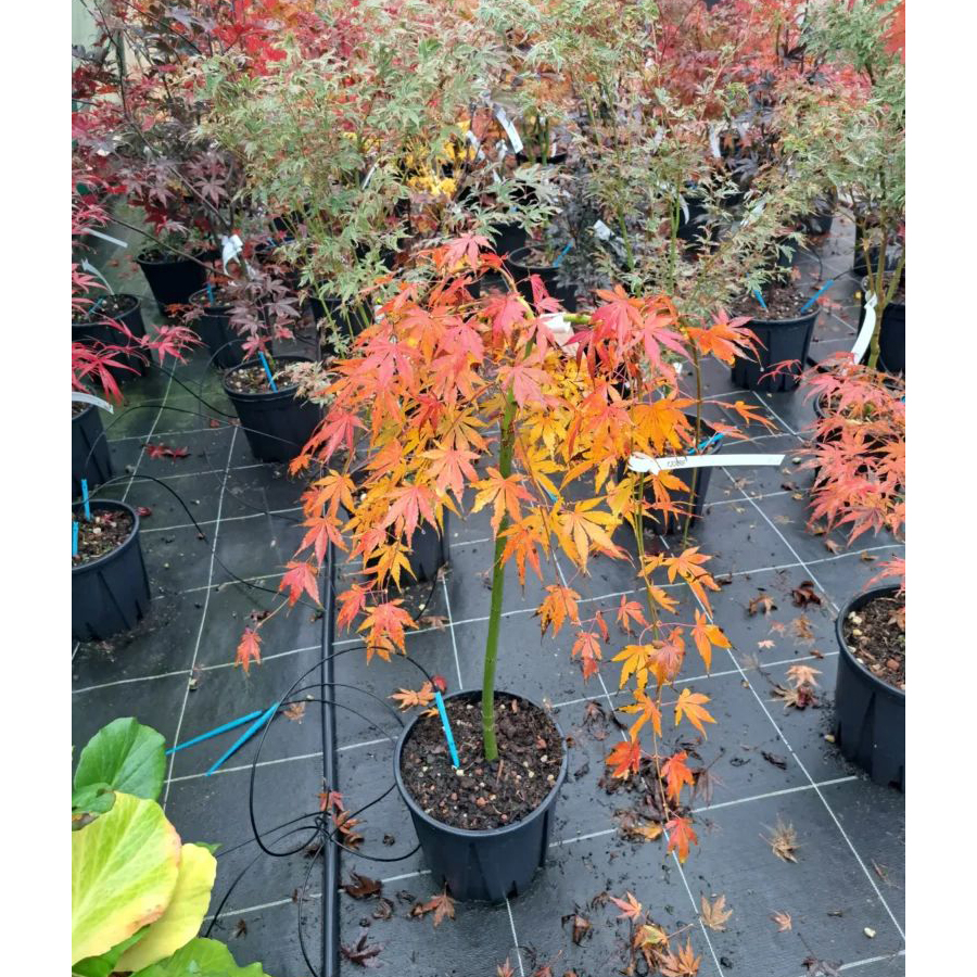 Cs&uuml;ngő jap&aacute;n juhar Acer palmatum 'Cascade Ruby'