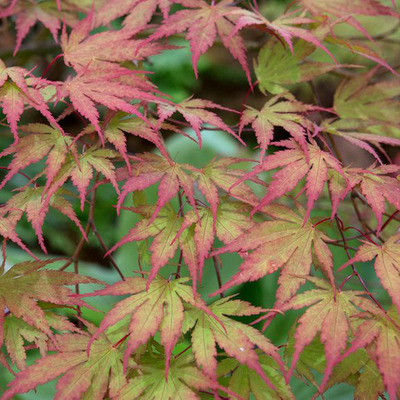 Acer palmatum 'Chitose Yama' Japán juhar
