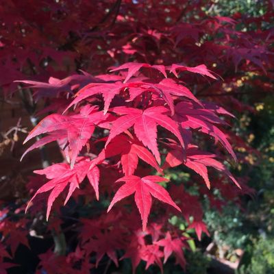 Japán juhar Acer palmatum 'Deshojo'