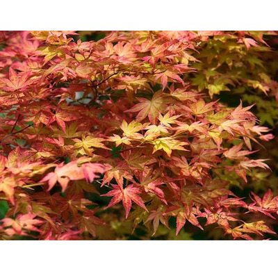 Acer palmatum 'Deshojo' Japán juhar