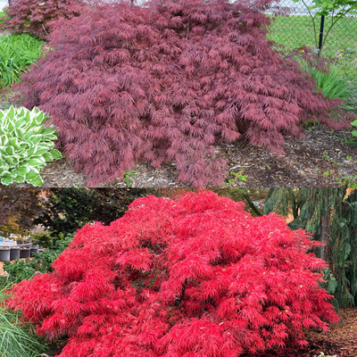 Acer palmatum dissectum 'Crimson Queen' Jap&aacute;n juhar